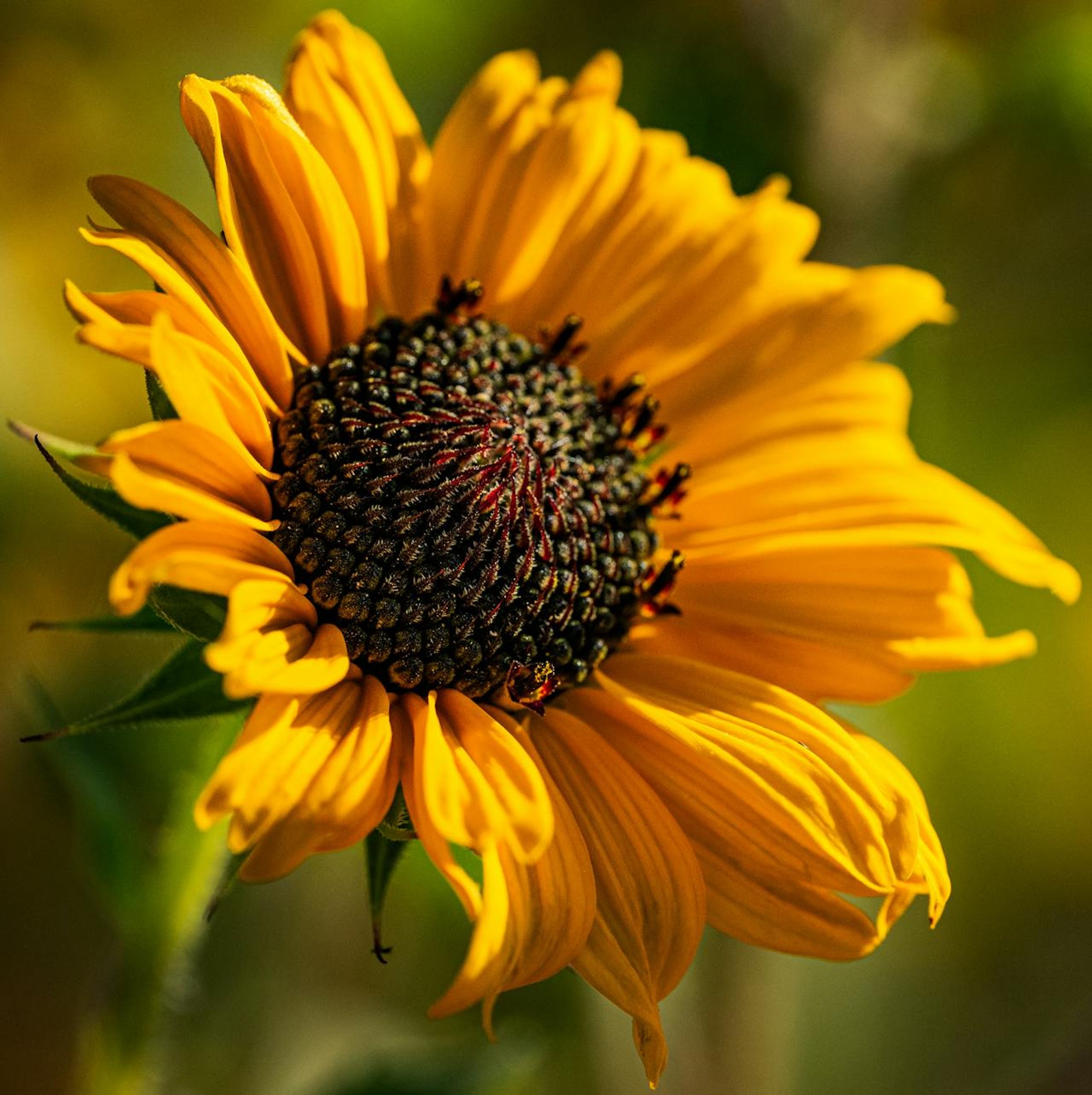 Vibrant Sunflower Bloom in Thai Garden